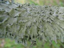 Image of Common greenshield lichen