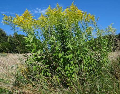 Imagem de Solidago gigantea Ait.