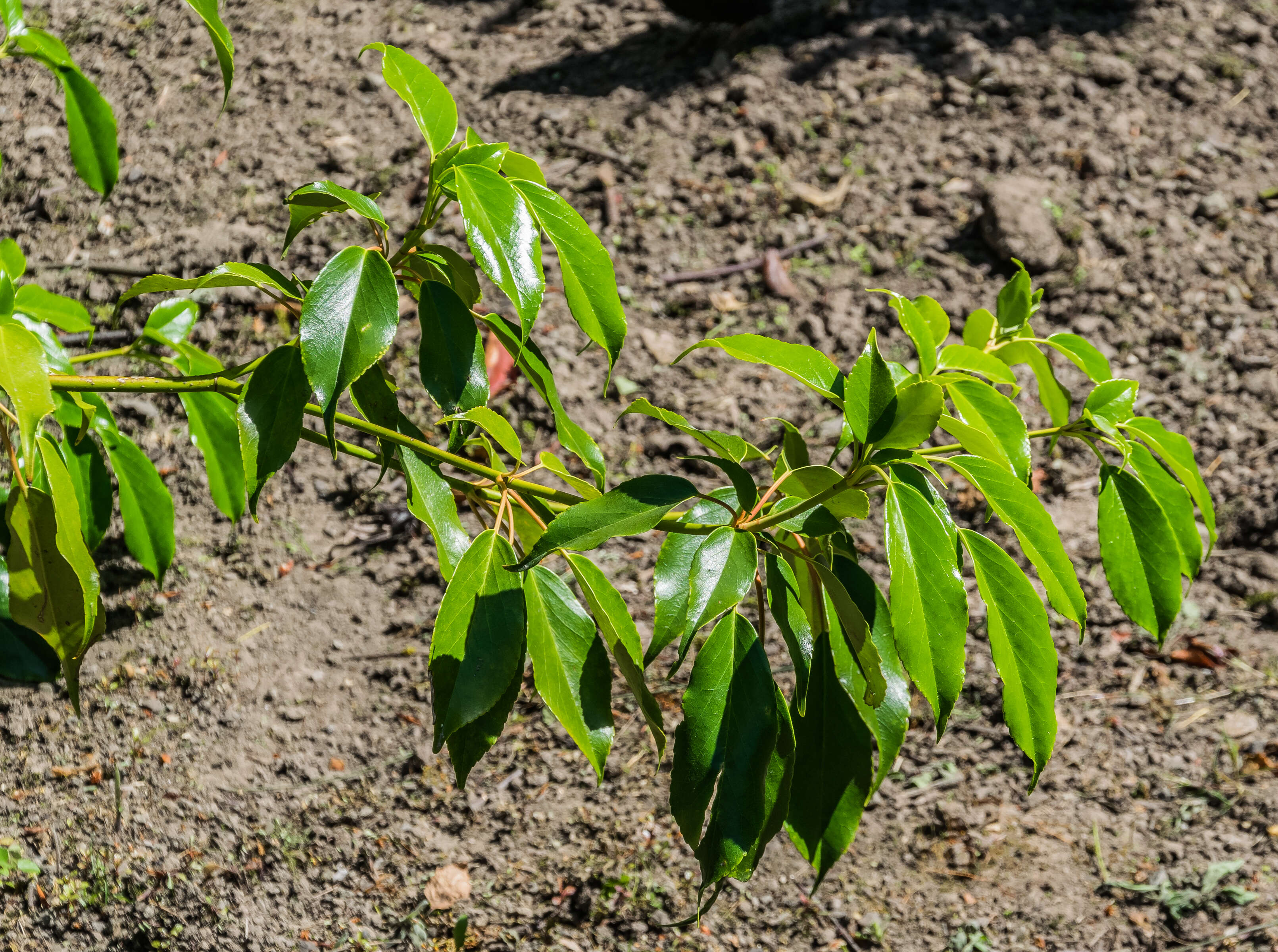 Image of Trochodendron