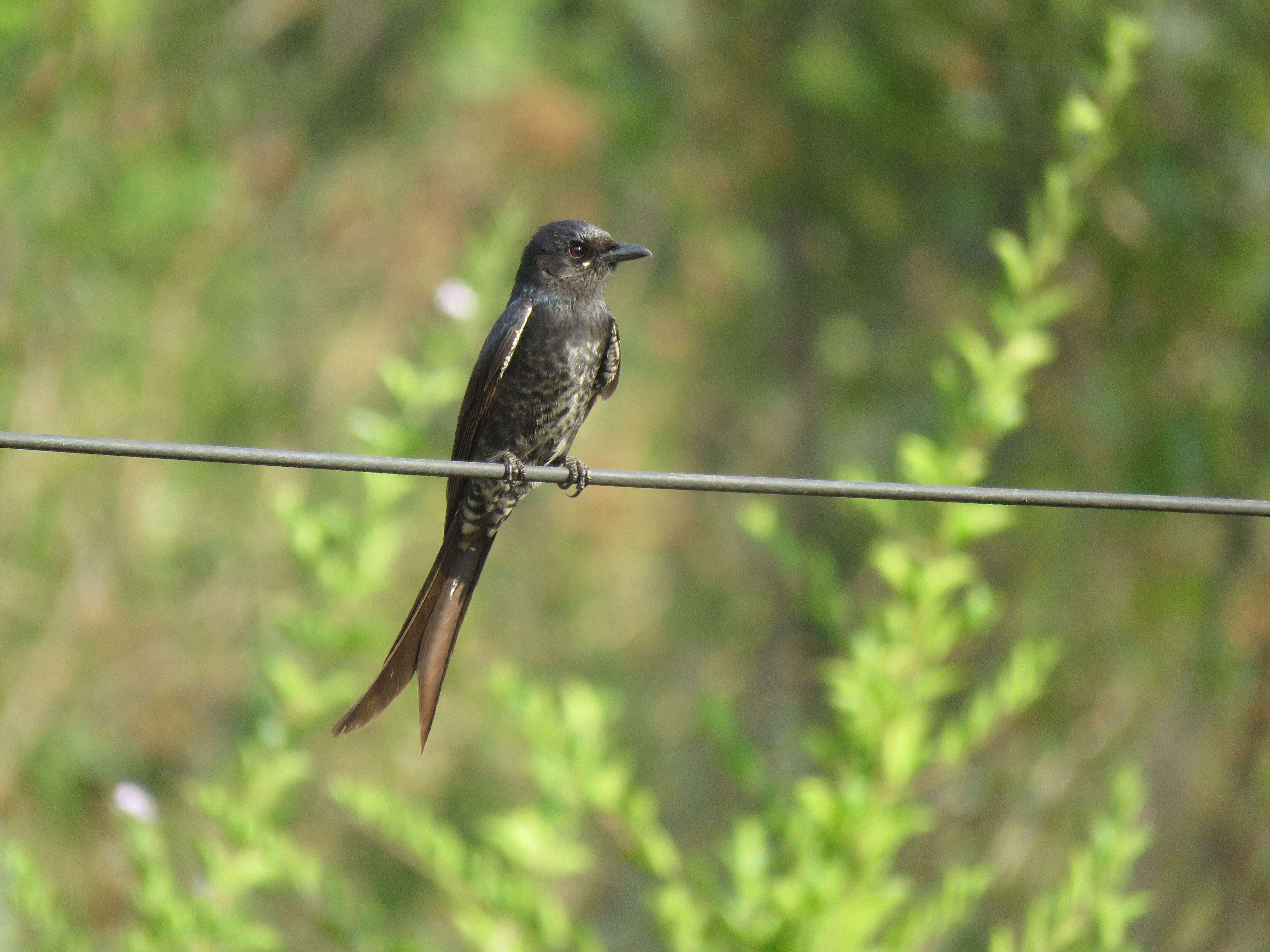 Image of Black Drongo