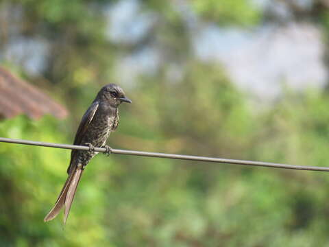 Image of Black Drongo