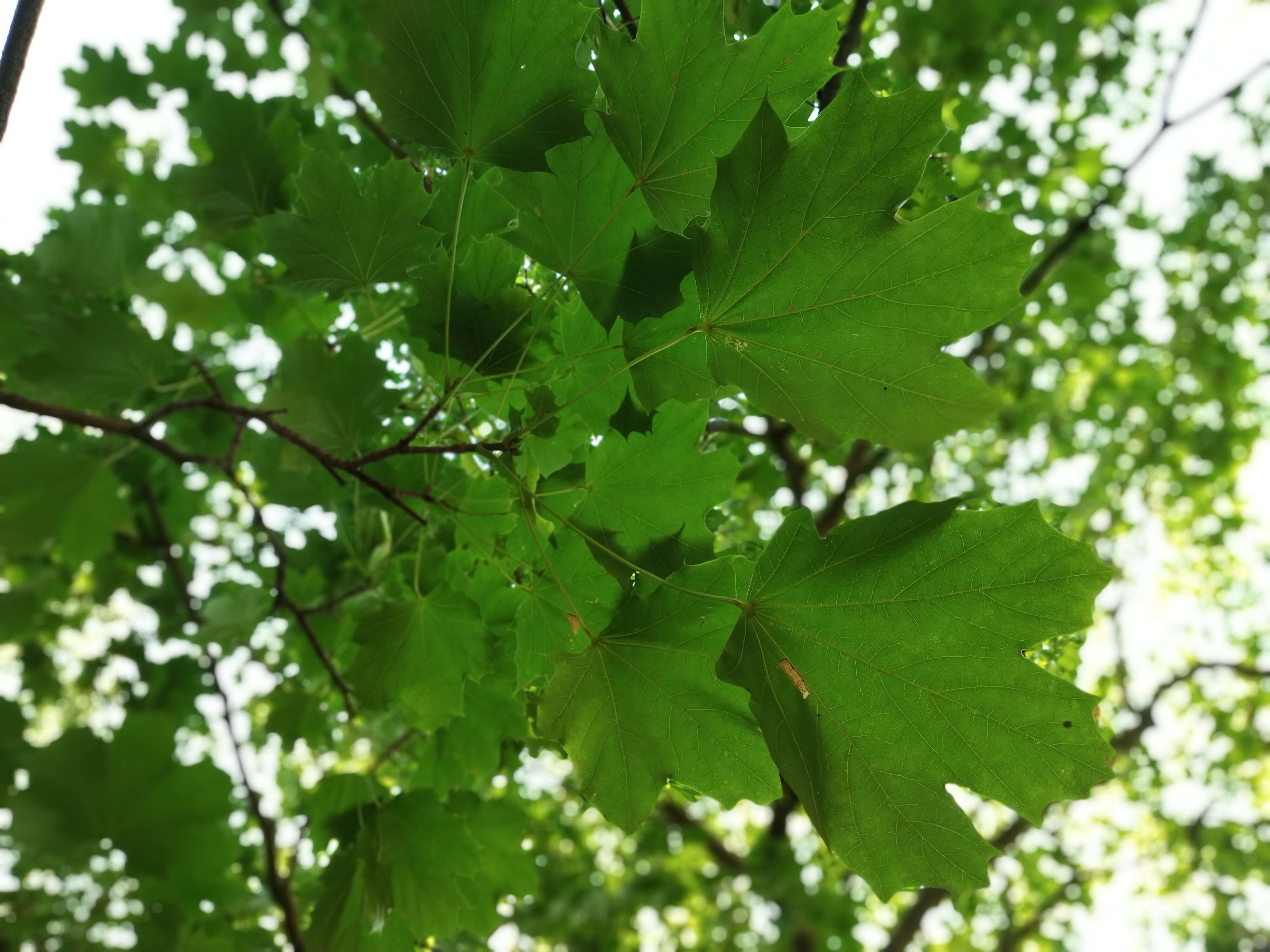 Sivun metsävaahtera kuva