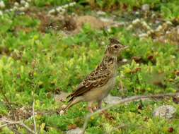 Image of Oriental Skylark