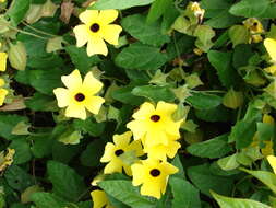 Image de Thunbergia alata Boj. ex Sims