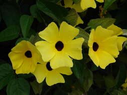 Image de Thunbergia alata Boj. ex Sims