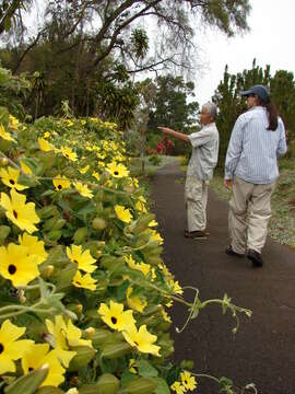 Image of blackeyed Susan vine