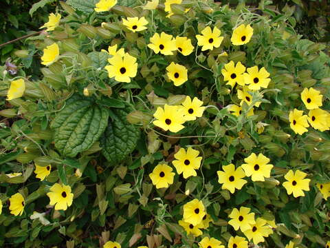 Image of blackeyed Susan vine