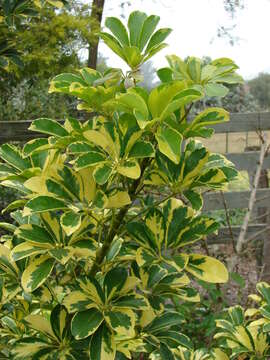 Image of Dwarf Umbrella Tree