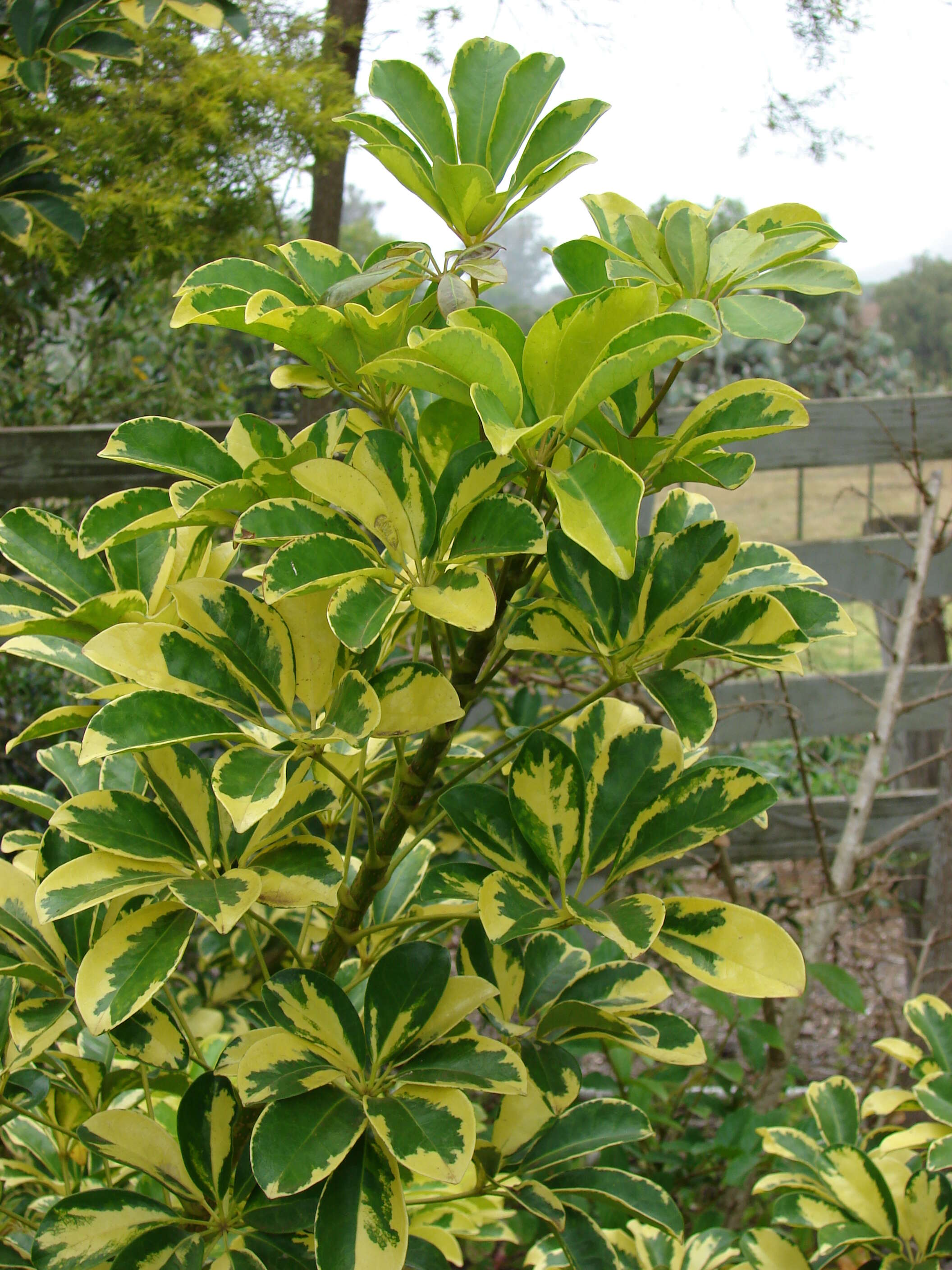 Image of Dwarf Umbrella Tree