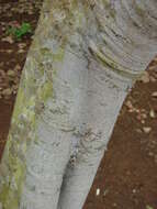 Imagem de Ficus benjamina L.