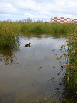 Image of Laysan Duck