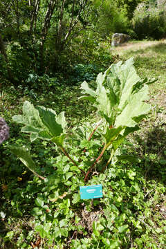 Image of giant rhubarb