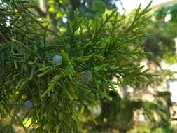 Image of Chinese Juniper