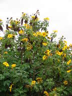 Image de Tournesol mexicain