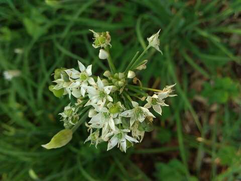 Image of Chinese chives