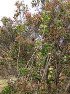 Image of Dwarf Umbrella Tree