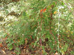 صورة Rubus niveus Thunb.