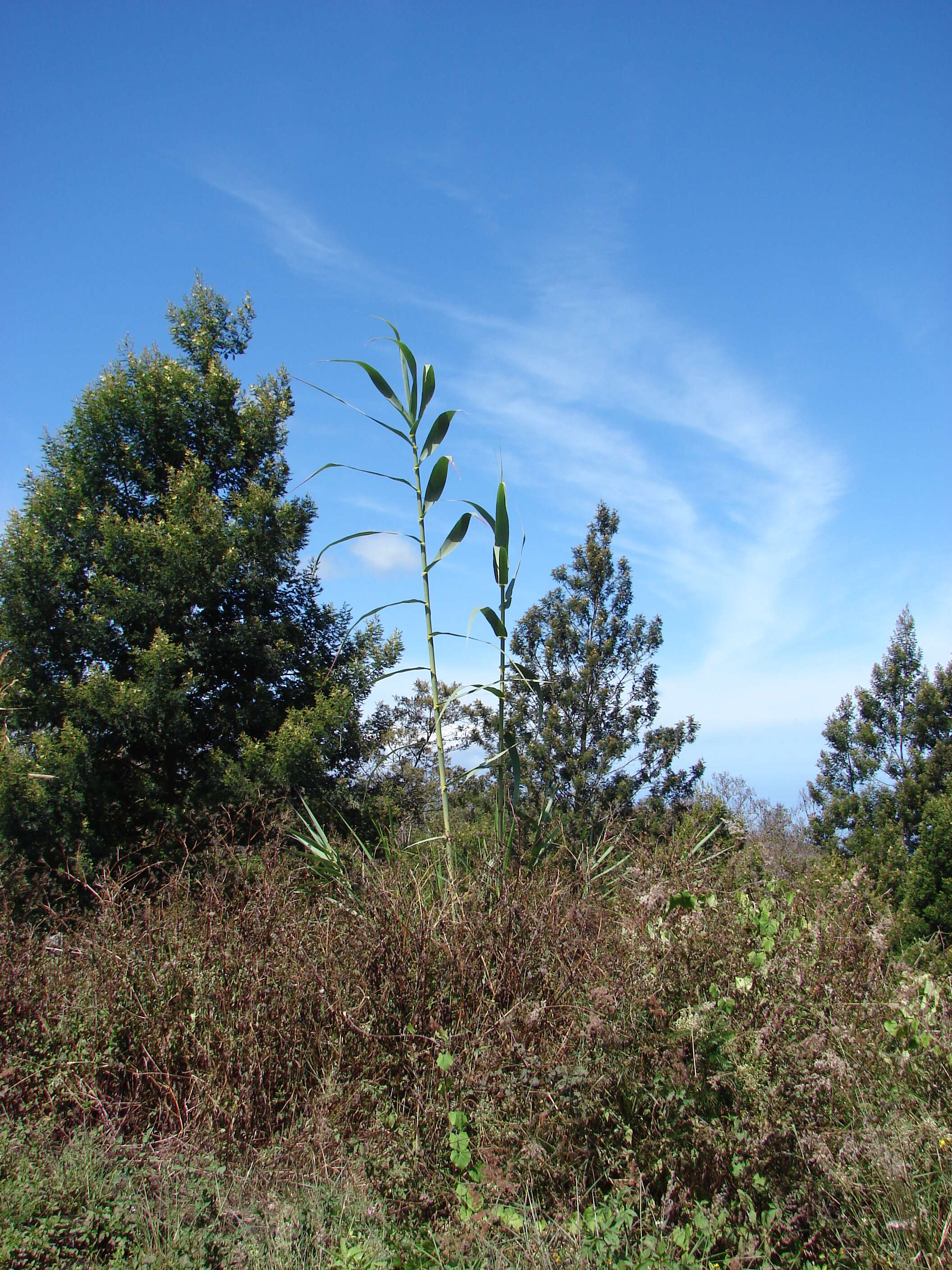 Image of giant reed