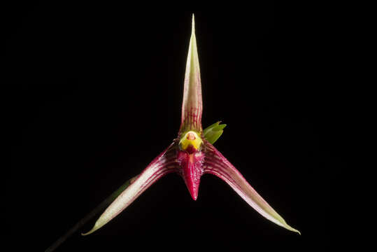 Image of Bulbophyllum cleistogamum Ridl.