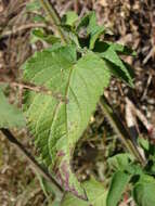 Image of Red sage