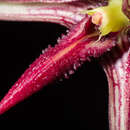 Image of Bulbophyllum cleistogamum Ridl.