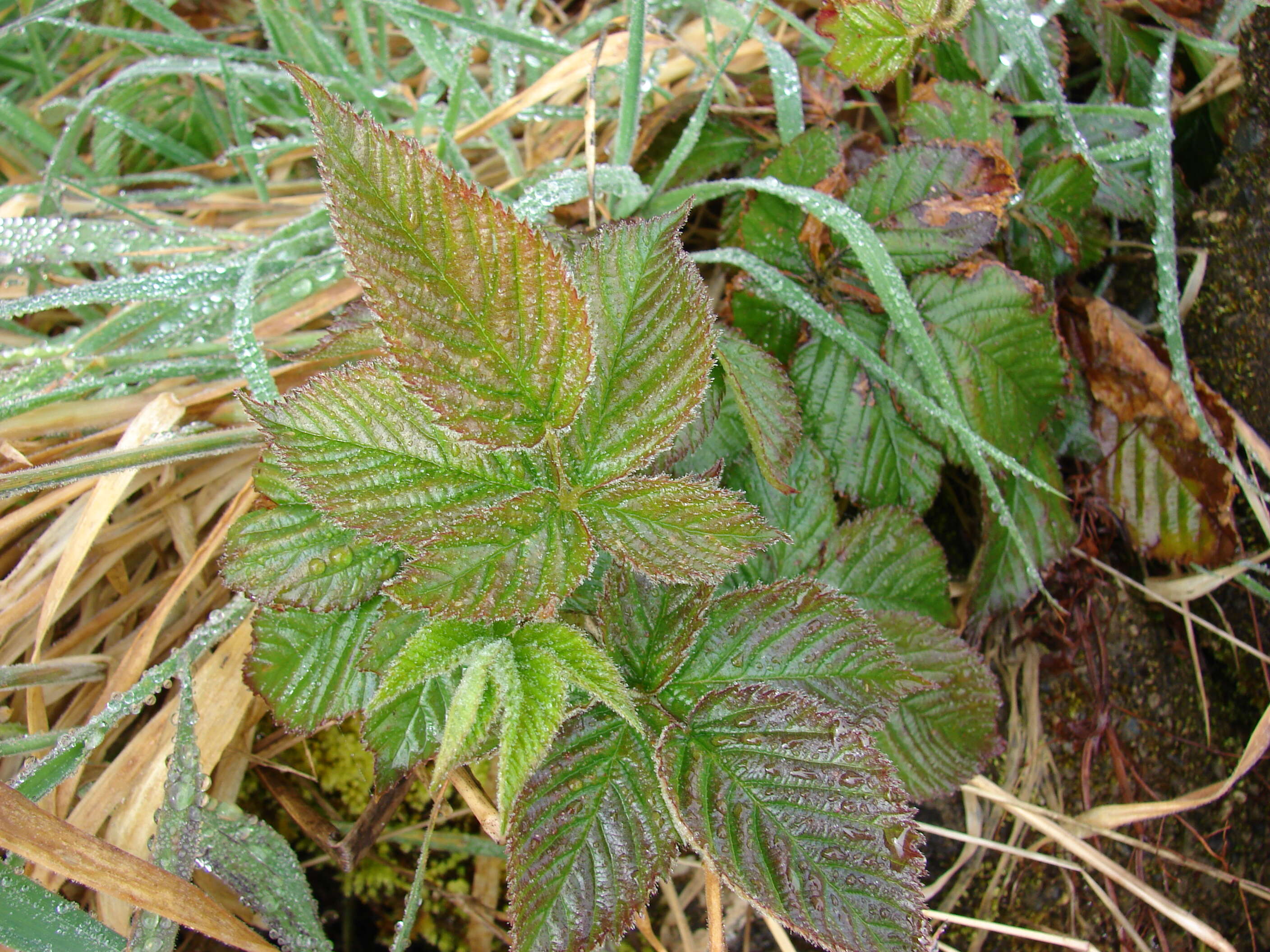 Sivun Rubus argutus Link kuva