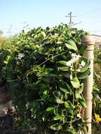 Image of Stephanotis floribunda Brongn.