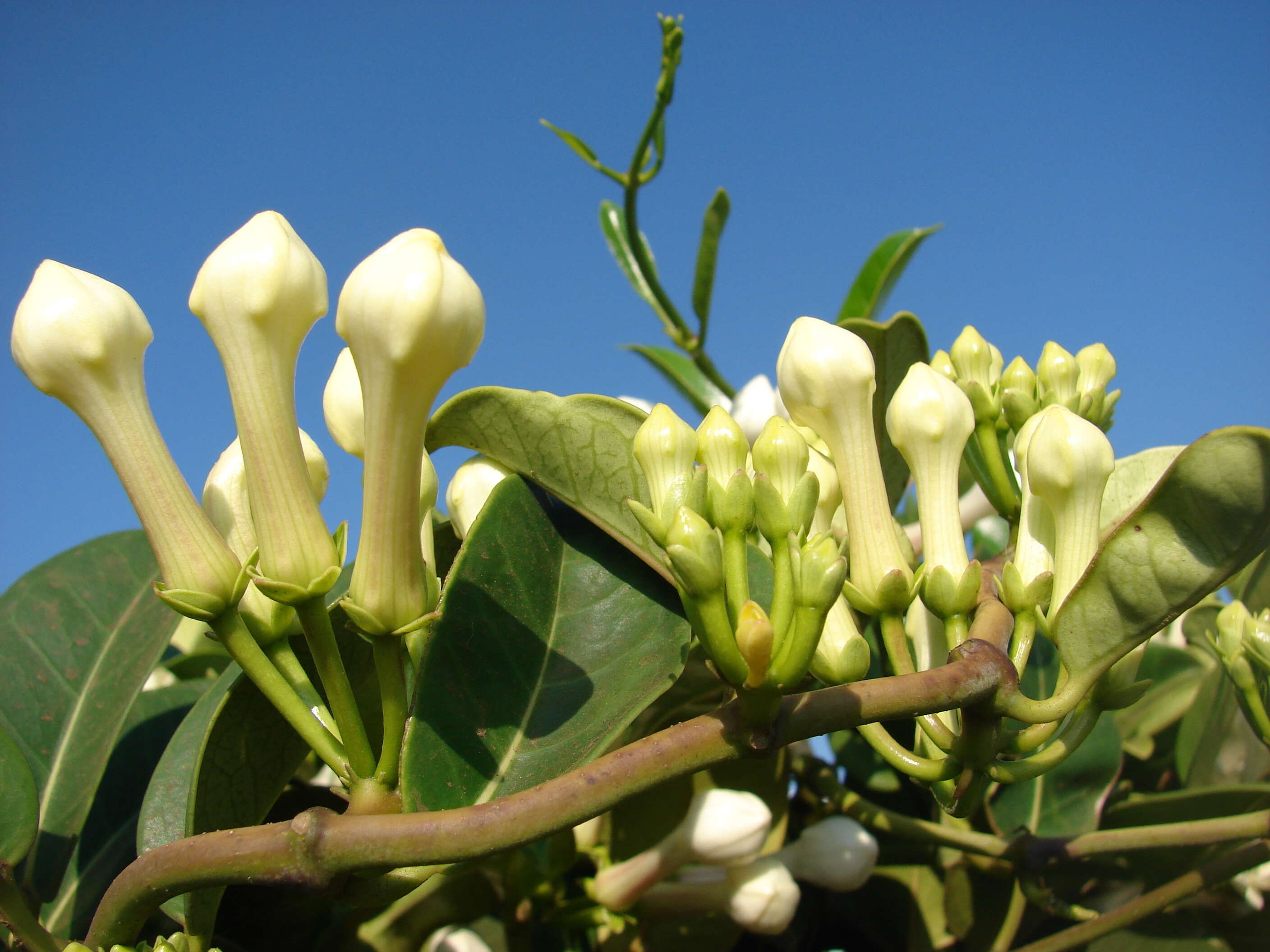 Image of Stephanotis floribunda Brongn.