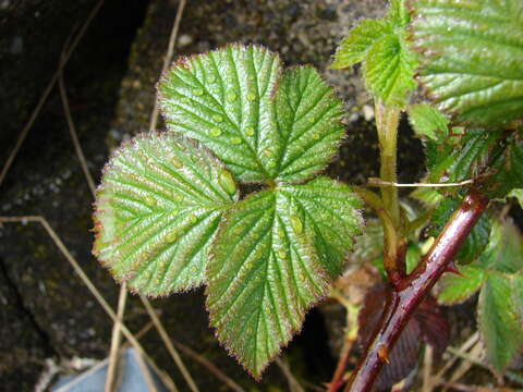 Sivun Rubus argutus Link kuva