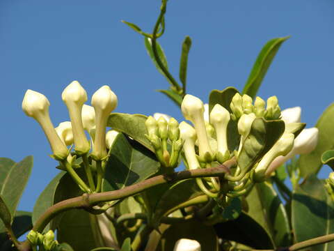 Image of Stephanotis floribunda Brongn.