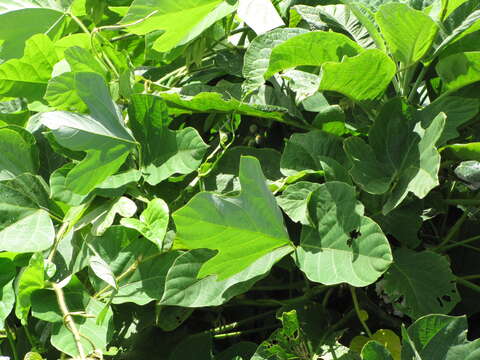 Image de Pueraria montana var. lobata (Willd.) Sanjappa & Pradeep