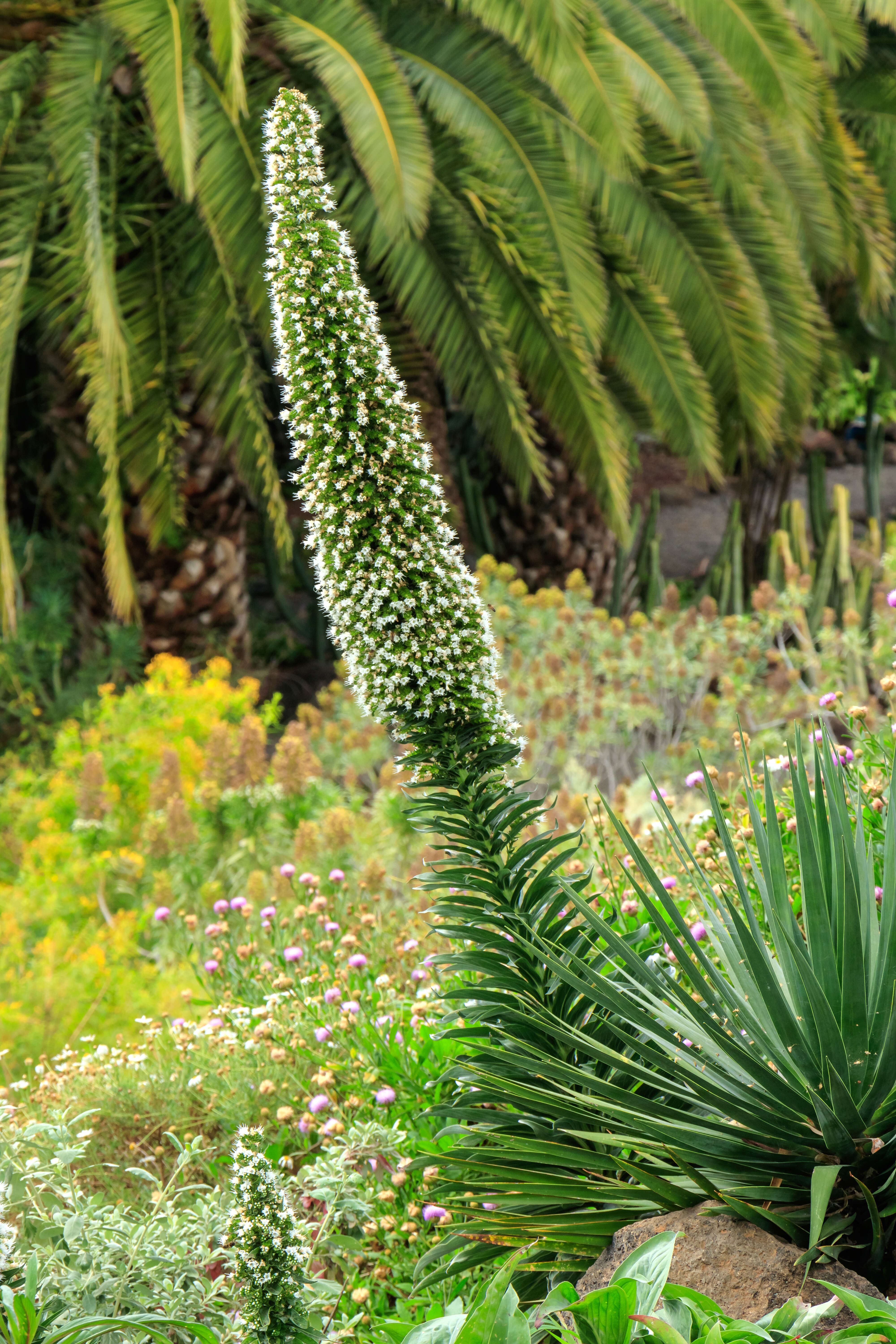 Слика од Echium simplex DC.