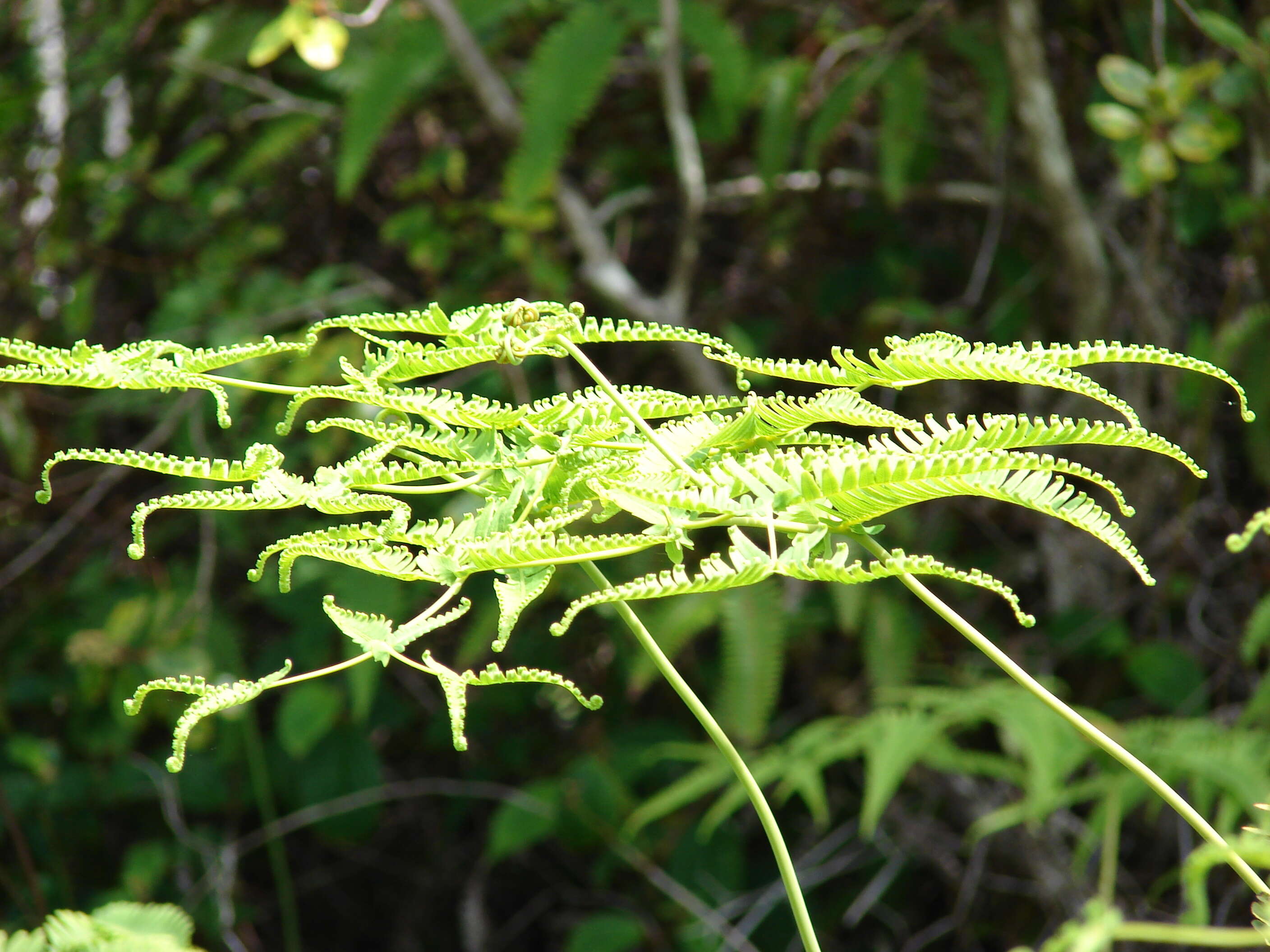 Image de Dicranopteris linearis (Burm. fil.) Underw.