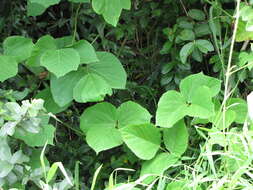 Image de Pueraria montana var. lobata (Willd.) Sanjappa & Pradeep