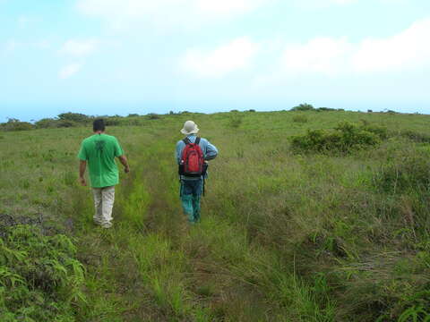 Image of Old World forkedfern