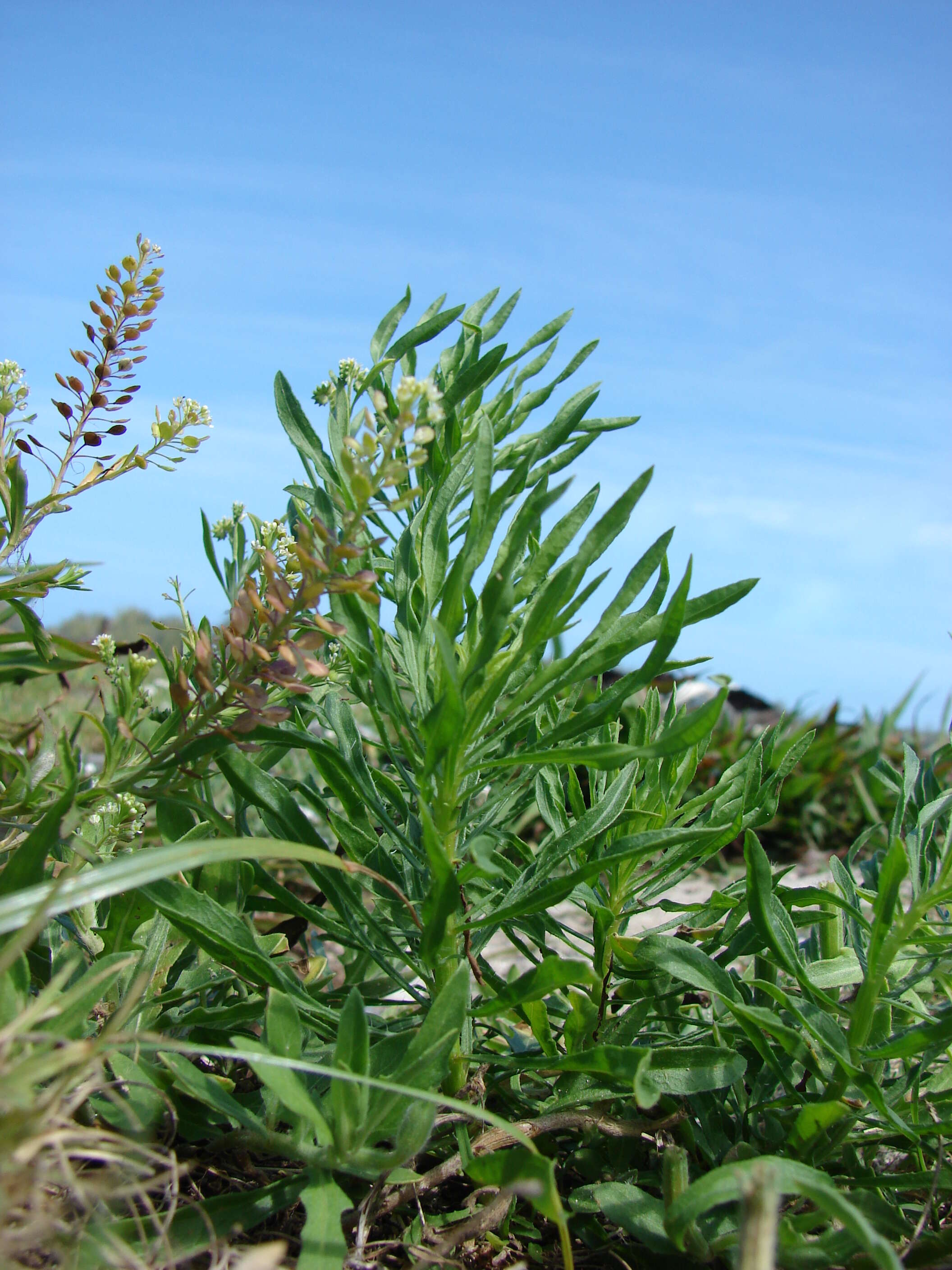 Image of asthmaweed