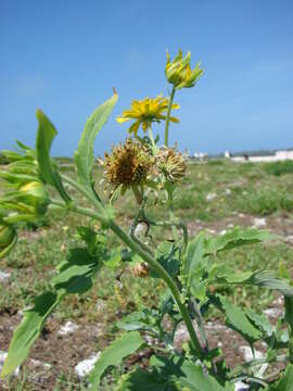 Image of Golden Crownbeard