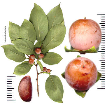 Image of date plum