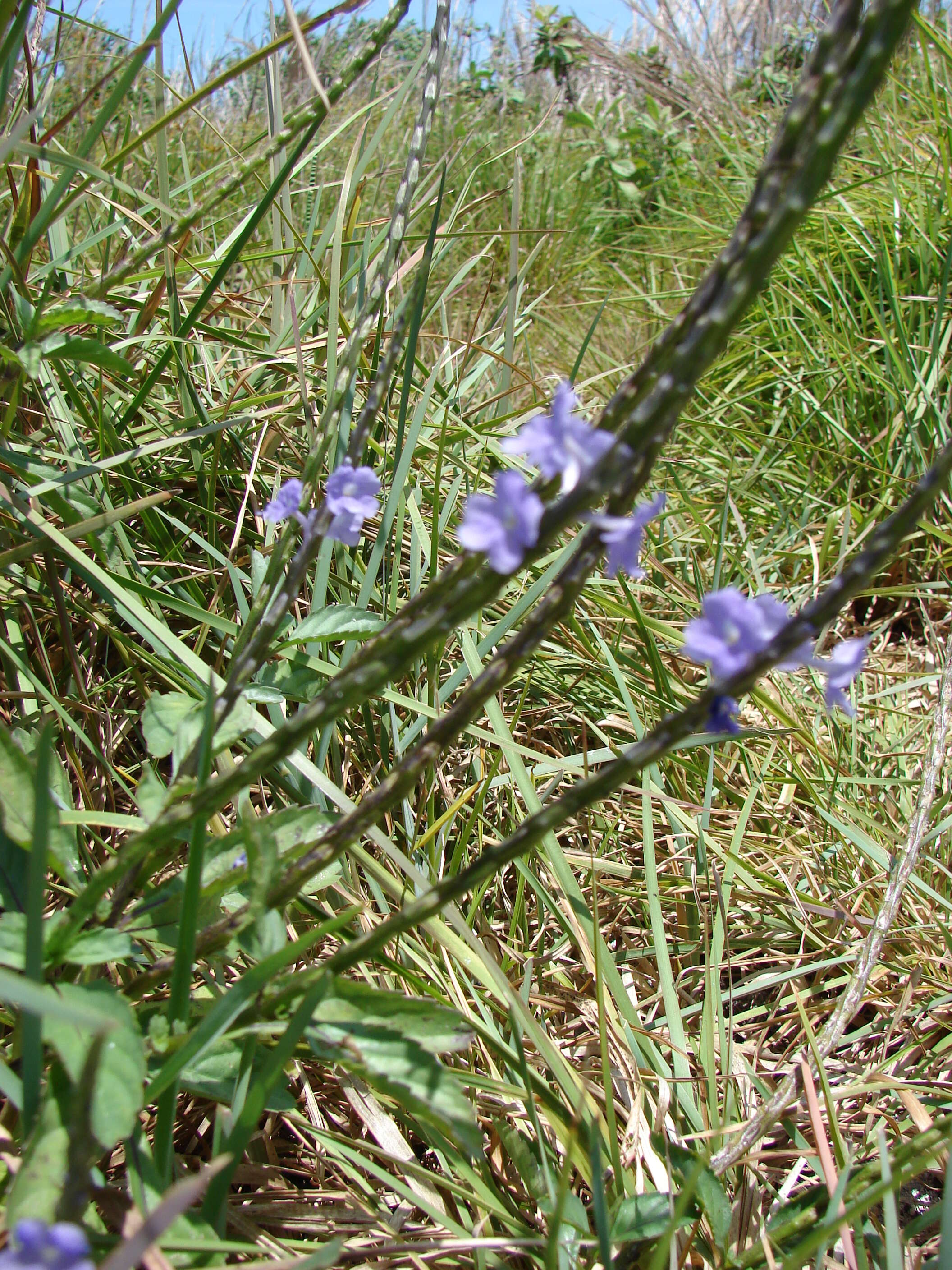 Image of light-blue snakeweed