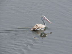 صورة Pelecanus philippensis Gmelin & JF 1789