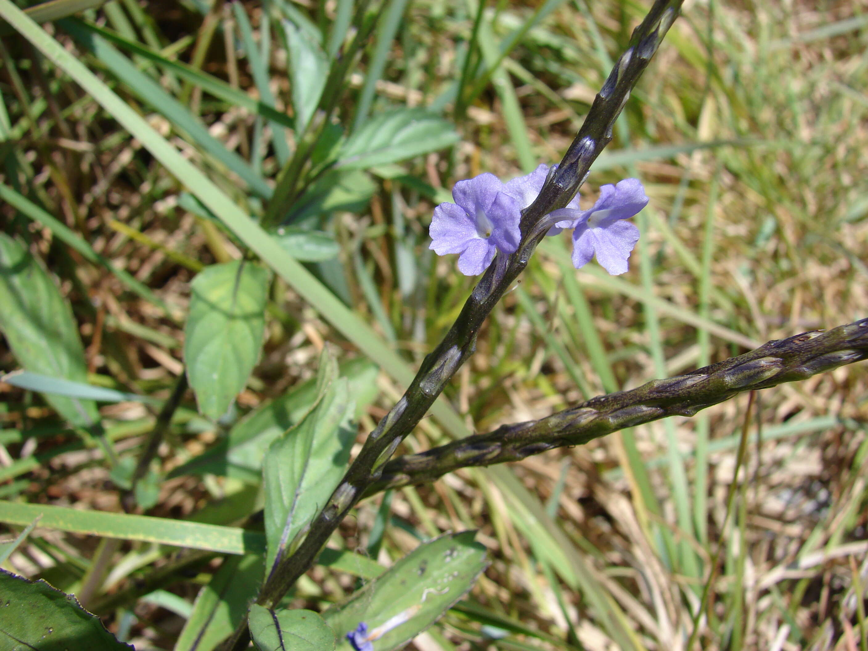 Image of light-blue snakeweed