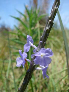 Image of light-blue snakeweed