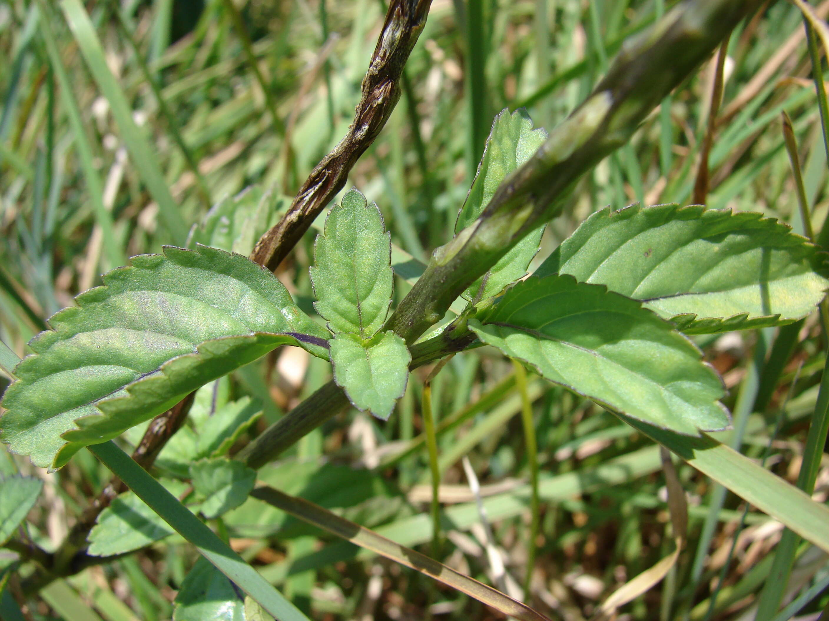 Image of light-blue snakeweed