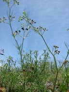 Image of marsh parsley