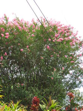 Image of Crape myrtle