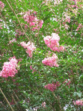 Image of Crape myrtle