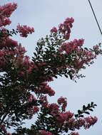 Image of Crape myrtle