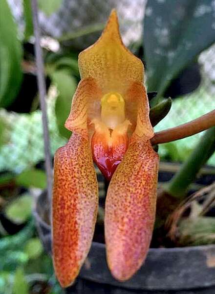 Image of Bulbophyllum cootesii M. A. Clem.