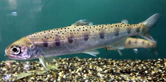 Image of Biwa trout