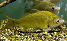 Image of Japanese crucian carp